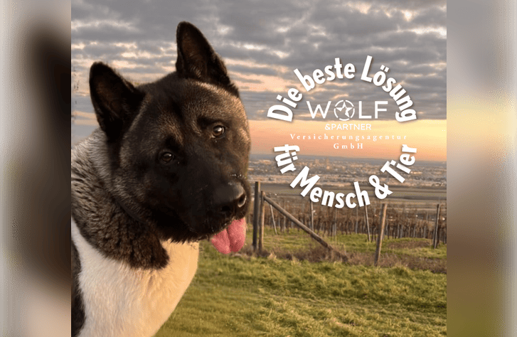 Illustration eines Riesenrads mit rosa Umrandung und Gondeln​